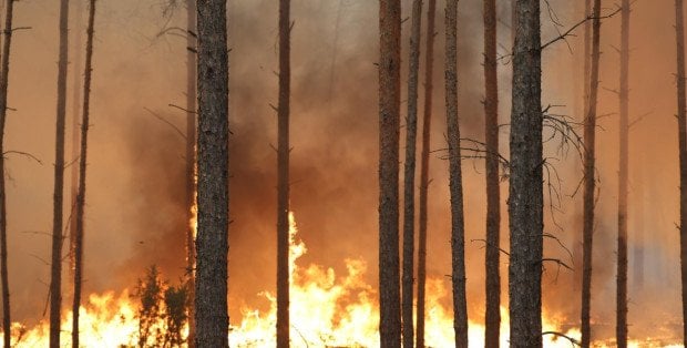 Płonie ponad 30 ha lasu pod Warszawą. Trwa ewakuacja mieszkańców