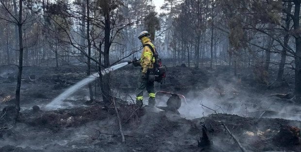 Pożar lasu pod Wołominem. Prokuratura wszczęła śledztwo