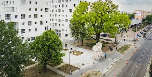 Topola z Warszawy w finale konkursu Drzewo Roku 2026. Można już głosować