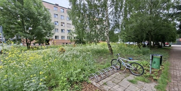 Park kieszonkowy w Siedlcach w ogniu krytyki. "To małpi gaj i zielsko"
