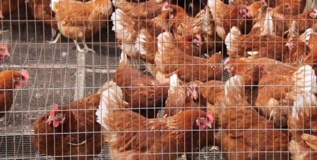 Jak zabezpieczyć wybieg dla kur, królików i ptaków? Praktyczne zastosowanie siatek hodowlanych