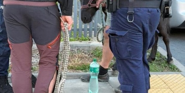 Kucyk w... zaparkowanym aucie w Warszawie. Po interwencji, został uwolniony
