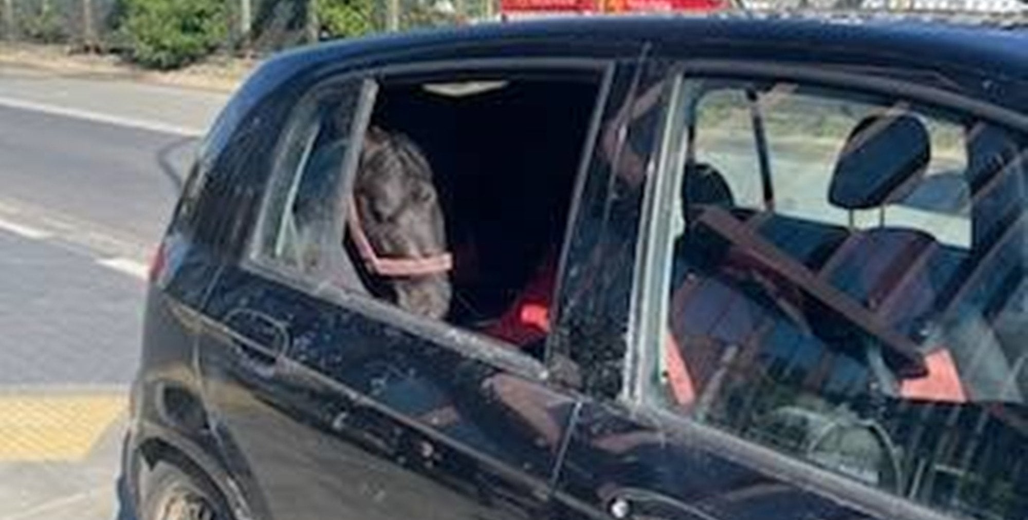 Kucyk i dwa gołębie odebrane właścicielowi. Były w aucie zaparkowanym w stolicy