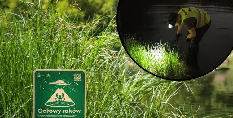 Walczą z "inwazją obcych" w Warszawie. realizowane są prace w kilku parkach