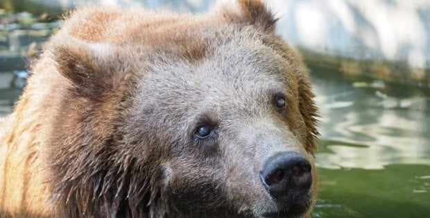 Niedźwiedzica Sabina nie żyje. Przez wiele lat mieszkała na wybiegu przy Al. Solidarności