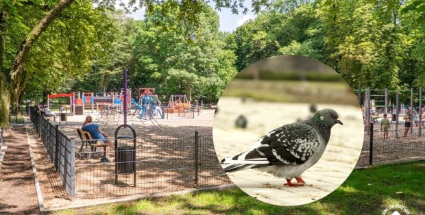 Mieszkańcy Siedlec mają problem. "Rozsiadają się na skwerach i zanieczyszczają ławki"