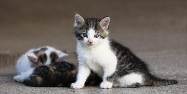 Kilkutygodniowe kocięta w pudle przy śmietniku. "Mogły nie przeżyć"