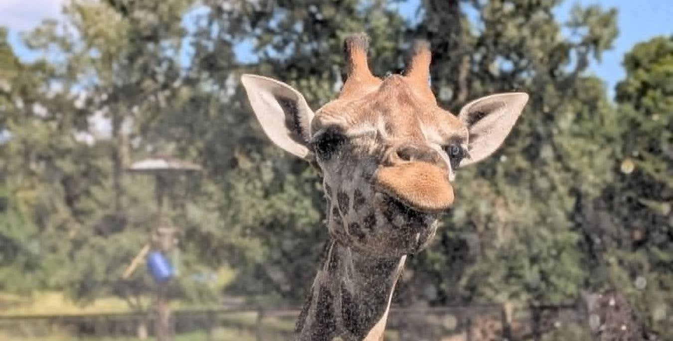 Warszawskie ZOO gotowe na falę upałów. Jak radzą sobie mieszkańcy Ogrodu?