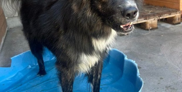Radomskie schronisko apeluje o baseniki i prześcieradła. "Boksy są polewane wodą i zasłaniane"