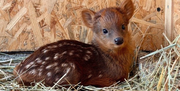 W warszawskim zoo przyszła na świat samiczka pudu. Ogród szuka dla niej imienia