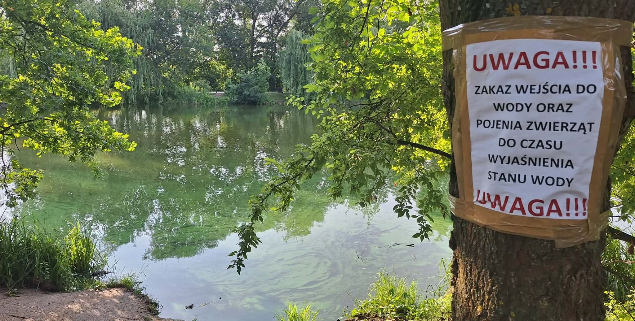 Siedem zgłoszeń o śniętych rybach na Mazowszu w ciągu miesiąca. Co było przyczyną?