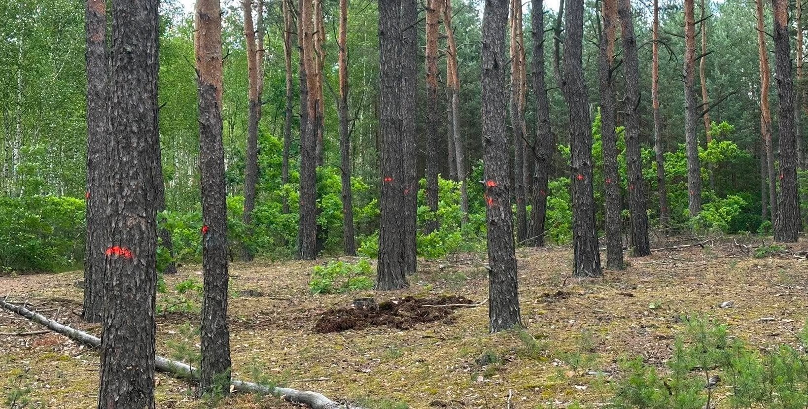 Tysiące drzew do wycinki. Kontrowersje wokół sportowej inwestycji