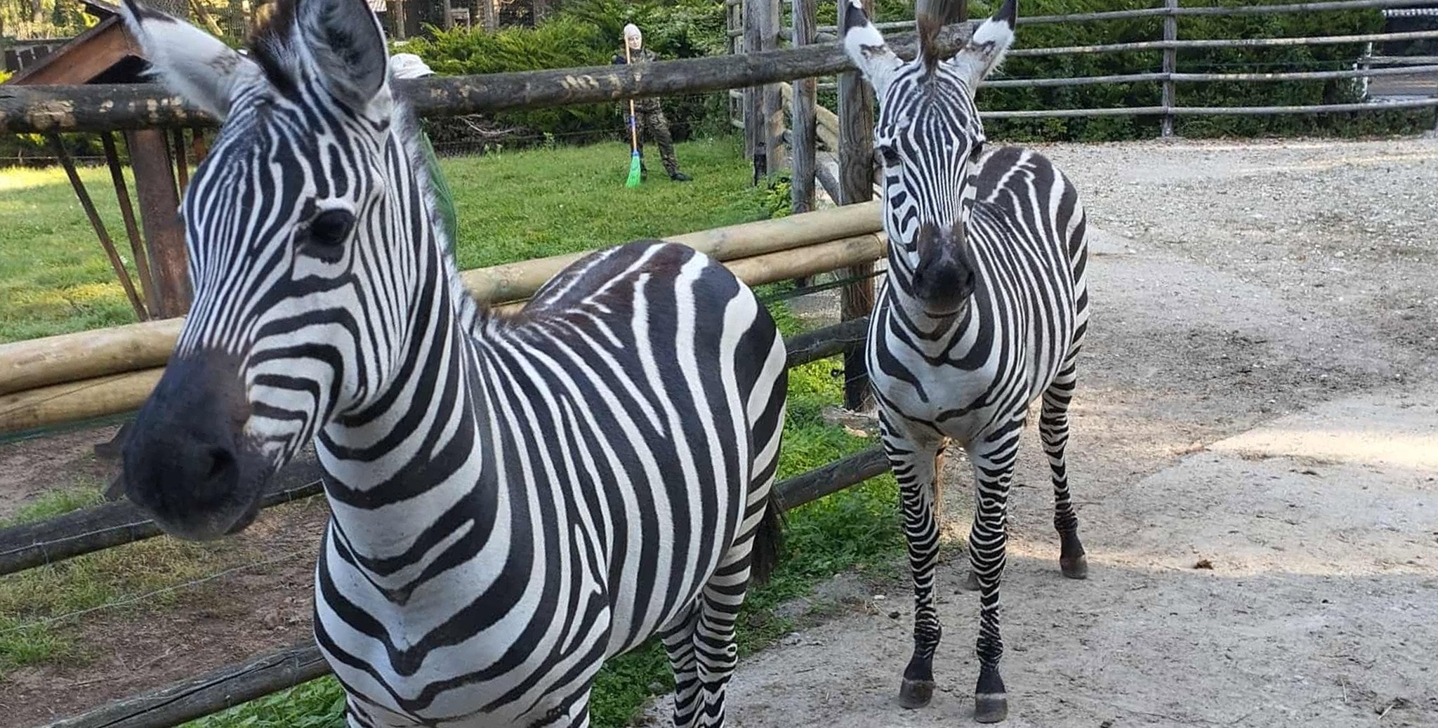 Nowe zwięrzęta i dużo więcej terenu. ZOO w Płocku ma się rozbudować