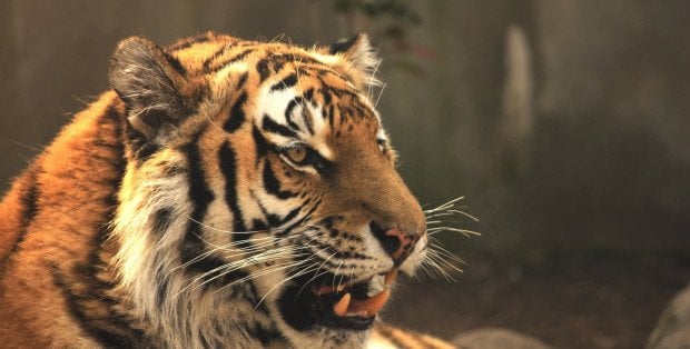Noc w towarzystwie dzikich zwierząt. Wyjątkowa atrakcja w płockim zoo