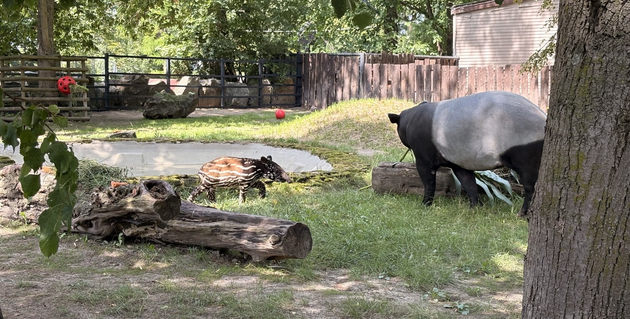 Sensacja w płockim ZOO. Ogród ogłosił pierwsze takie narodziny w Polsce