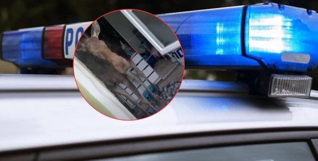 Łoś wpadł do domu przez okno i zniszczył meble. Interweniowały służby