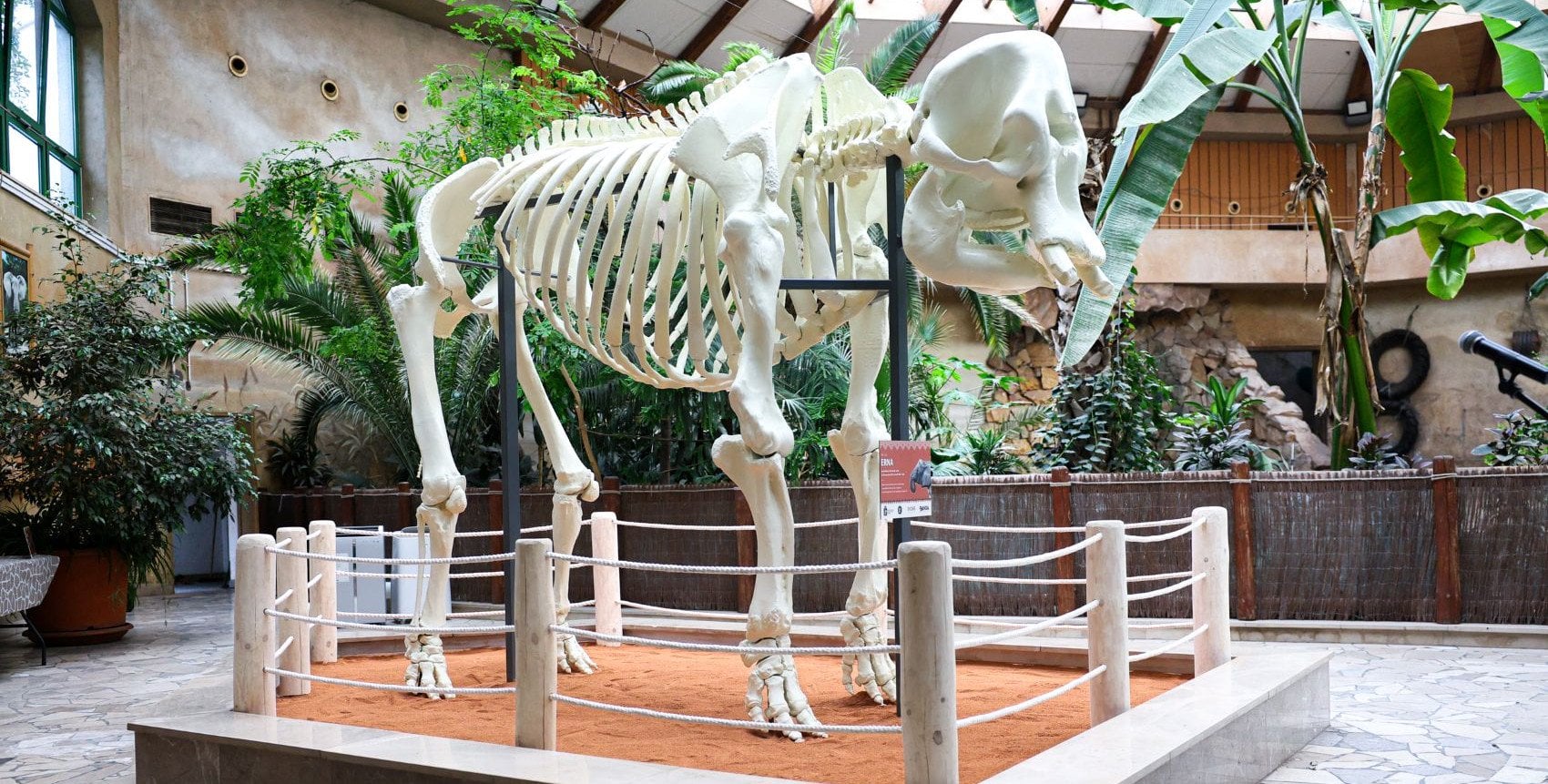 Szkielet słonicy wydrukowany w 3D stanął w Warszawskim ZOO. "Chcieliśmy, by symbolicznie wróciła do stada"