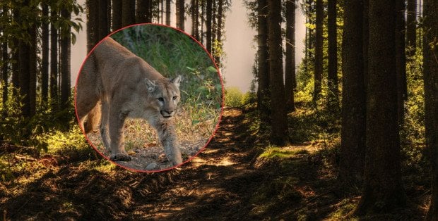 Puma w lesie pod Ostrołęką? Jest apel leśniczych i urzędników