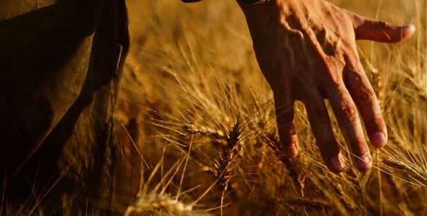 Bielańskie Dożynki – rodzinny piknik i koncerty