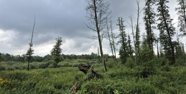 Nowy rezerwat przyrody na Mazowszu. Zajmuje kilkaset hektarów terenu