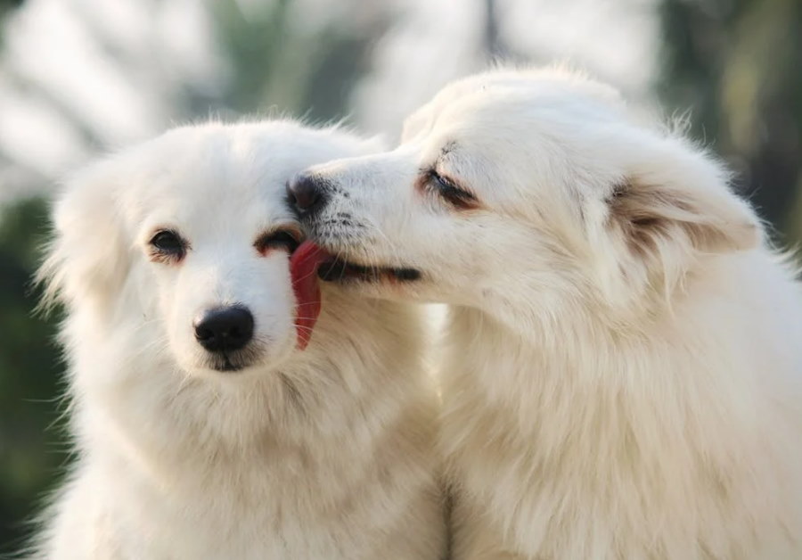 Emocje u zwierząt. Jak zmienia się biochemia mózgu zakochanego ssaka