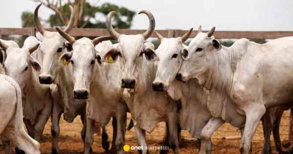 Nowe informacje w sprawie skażonej wołowiny z Brazylii. Mięso przez cały czas może trafiać do UE