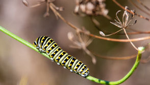 To mit, iż człowiek nie tworzy nowych neuronów w dorosłości. Jest jedno „ale”
