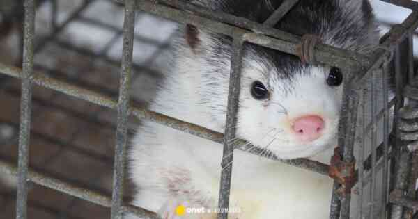 Ukryta kamera na fermie lisów i norek. „Cierpienie zwierząt widać od razu”