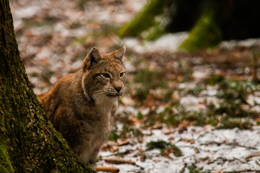 Puma zauważona w kolejnym miejscu. „Niezwłocznie powiadomcie odpowiednie służby”