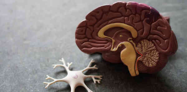 Neurobiolog ujawnia, jak wytrenować mózg do współczesnego świata