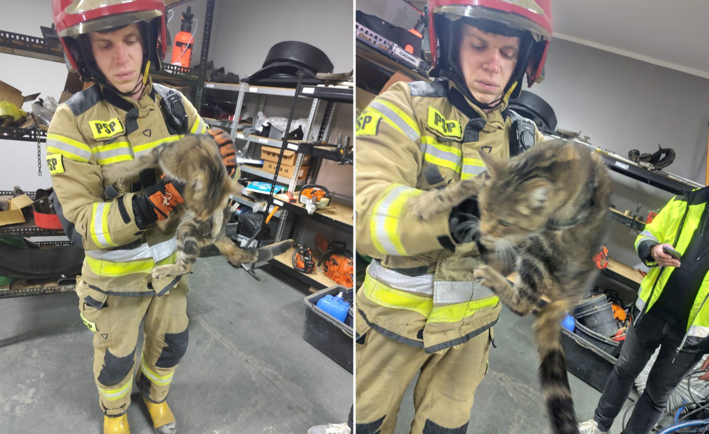 Kot wpadł do komina. Uratowali go strażacy