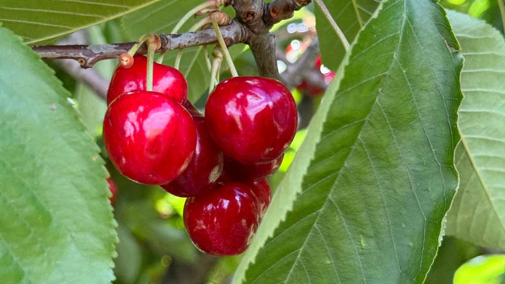 Orange – kraina czereśni i wina