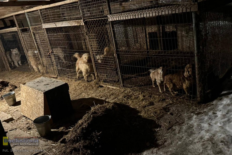 🔴 Zarzuty dla 67-letniej właścicielki pseudohodowli spod Wieliczki