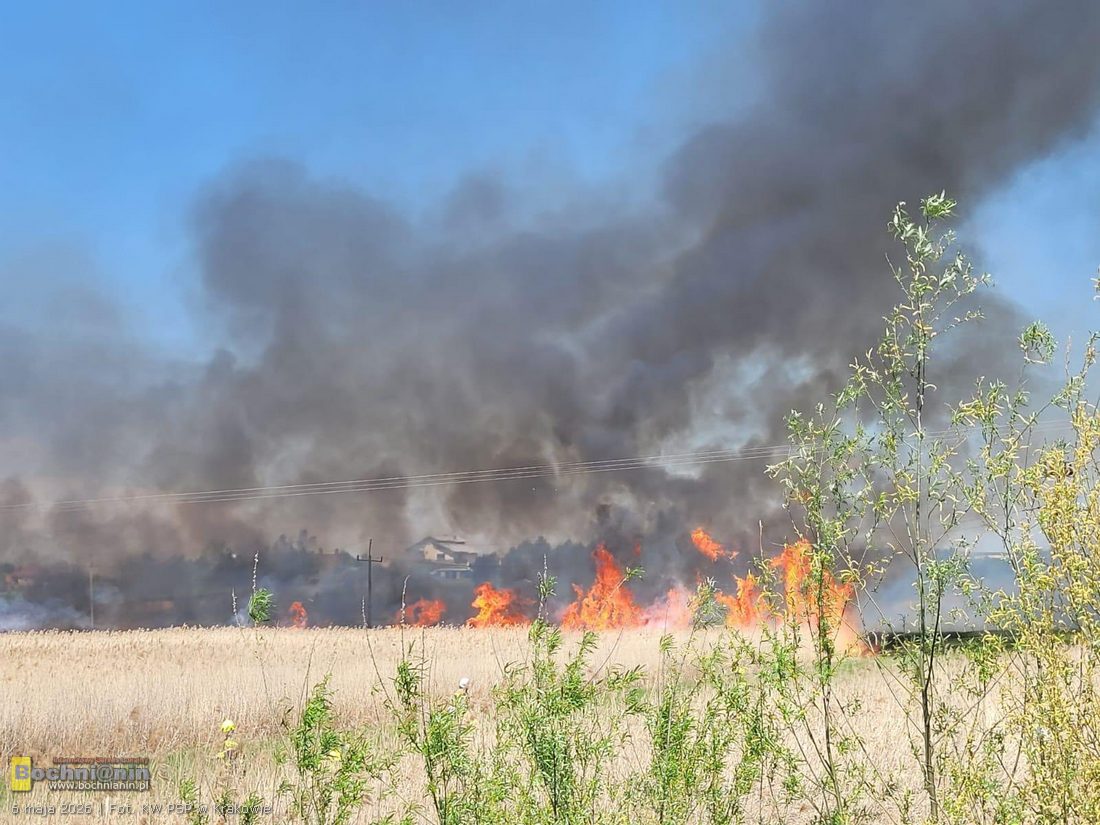 Duży pożar traw w Proszowicach. Ogień objął 18 hektarów, zagrożone były domy