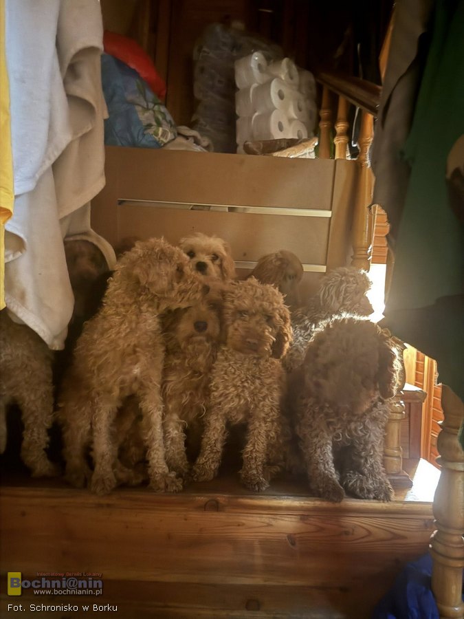 🔴 Zakończono akcję w pseudohodowli pod Wieliczką. 149 psów zabezpieczonych, pilnie potrzebne domy tymczasowe