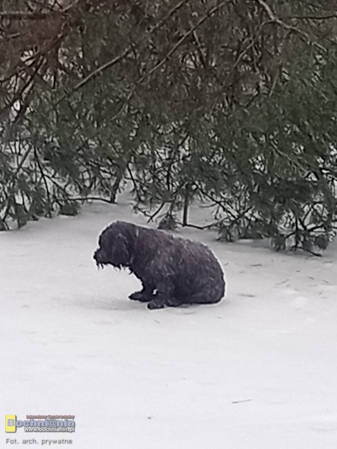 Uratowano psa, który utknął na zamarzniętej tafli leśnego stawu w Lesie Kolanowskim