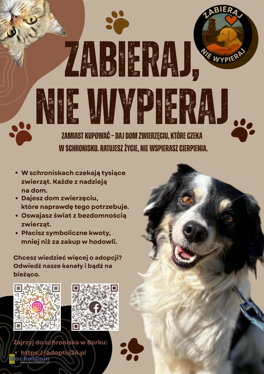 „Zabieraj, nie wypieraj” – uczennice z Bochni zwracają uwagę na los bezdomnych zwierząt