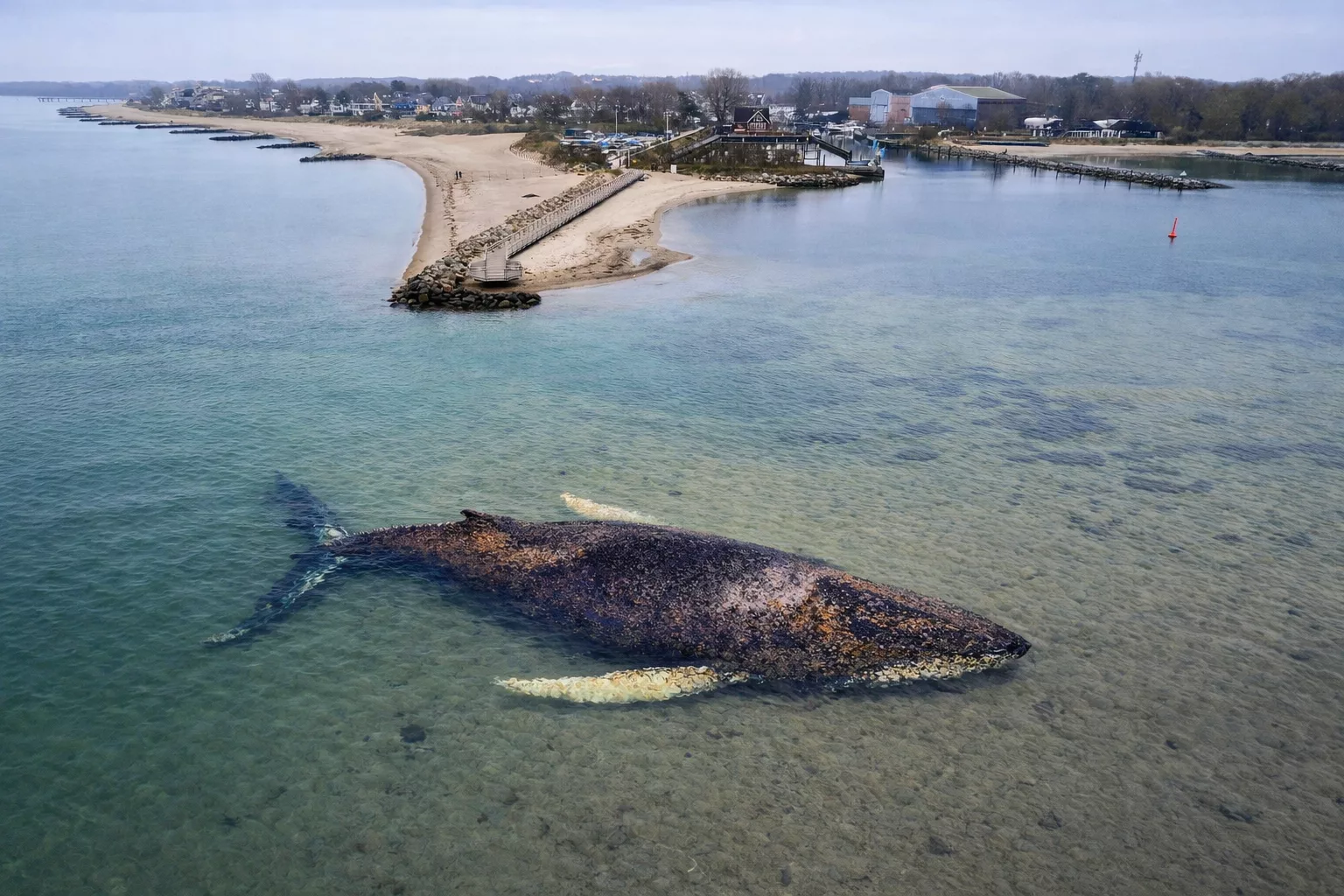 Humbak na Bałtyku umiera. Dramatyczna walka o życie wieloryba