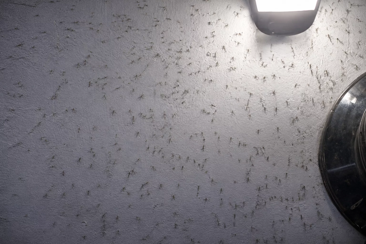 Jętki przejmują Świnoujście. Majowa plaga owadów wróciła nad morze. Czym różnią się od komarów i jak z nimi walczyć?