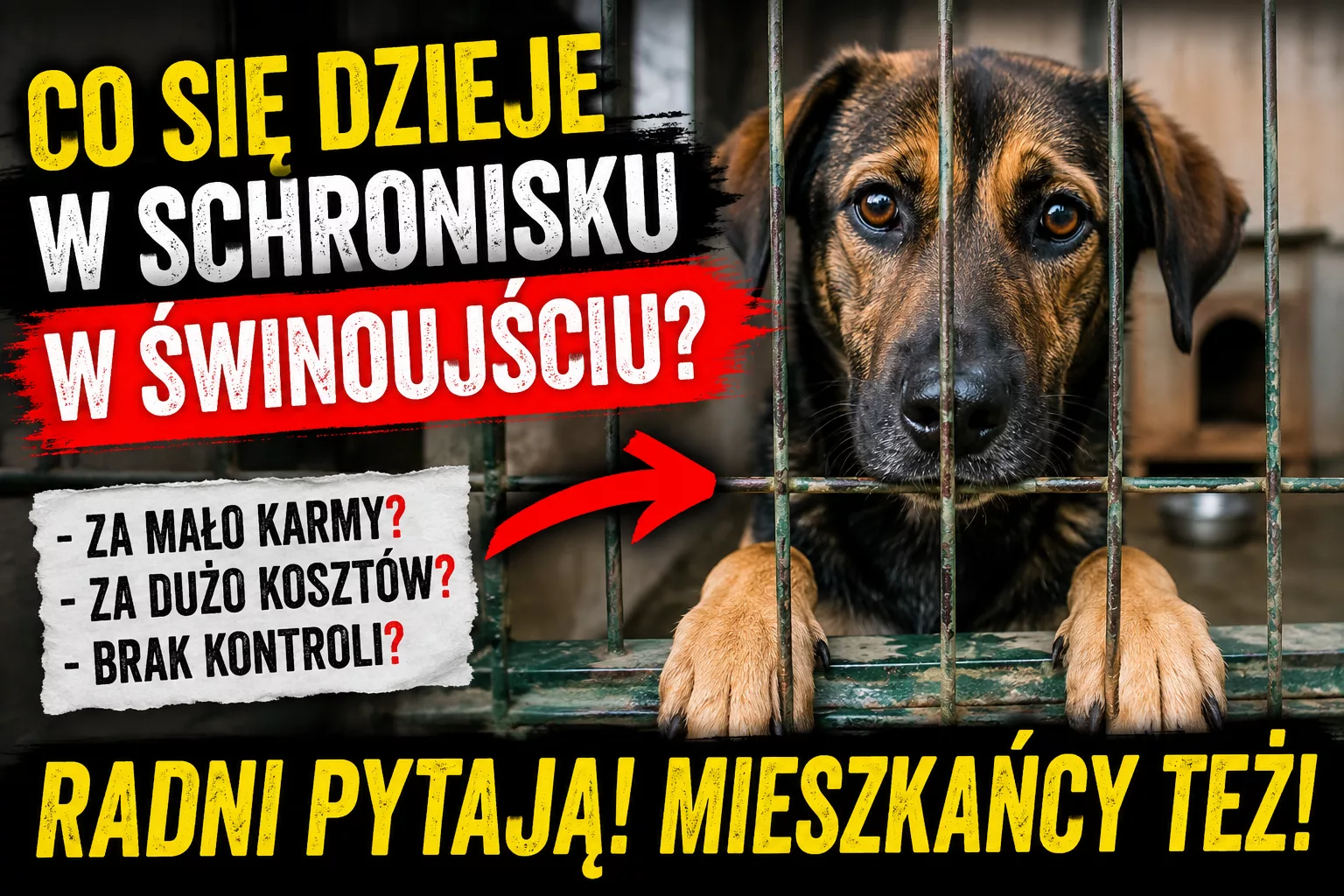 Co dzieje się w schronisku w Świnoujściu? Radna pyta o pieniądze, karmę i warunki zwierząt