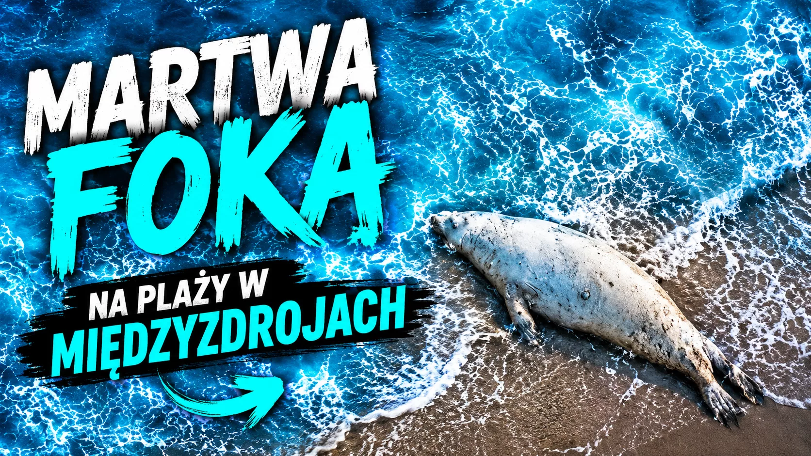 Martwa foka na plaży w Międzyzdrojach. Co zrobić, gdy znajdziesz takie zwierzę?