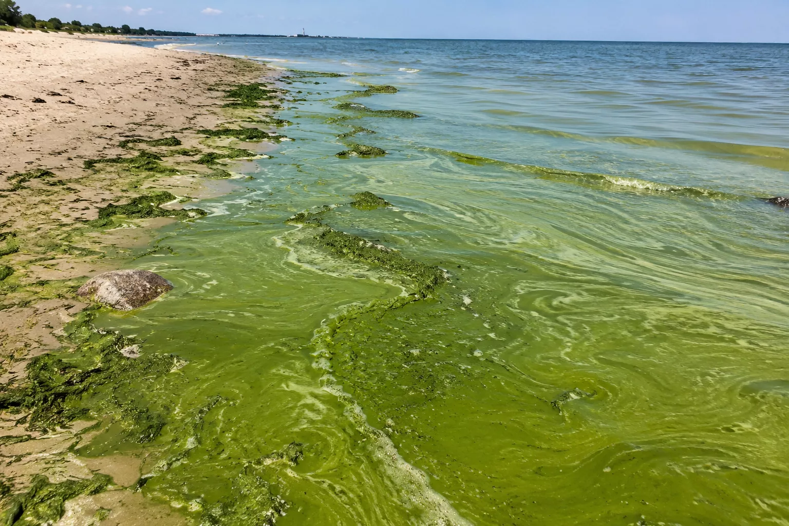 Sinice dotarły nad Bałtyk. Czy w Świnoujściu można bezpiecznie korzystać z plaży?