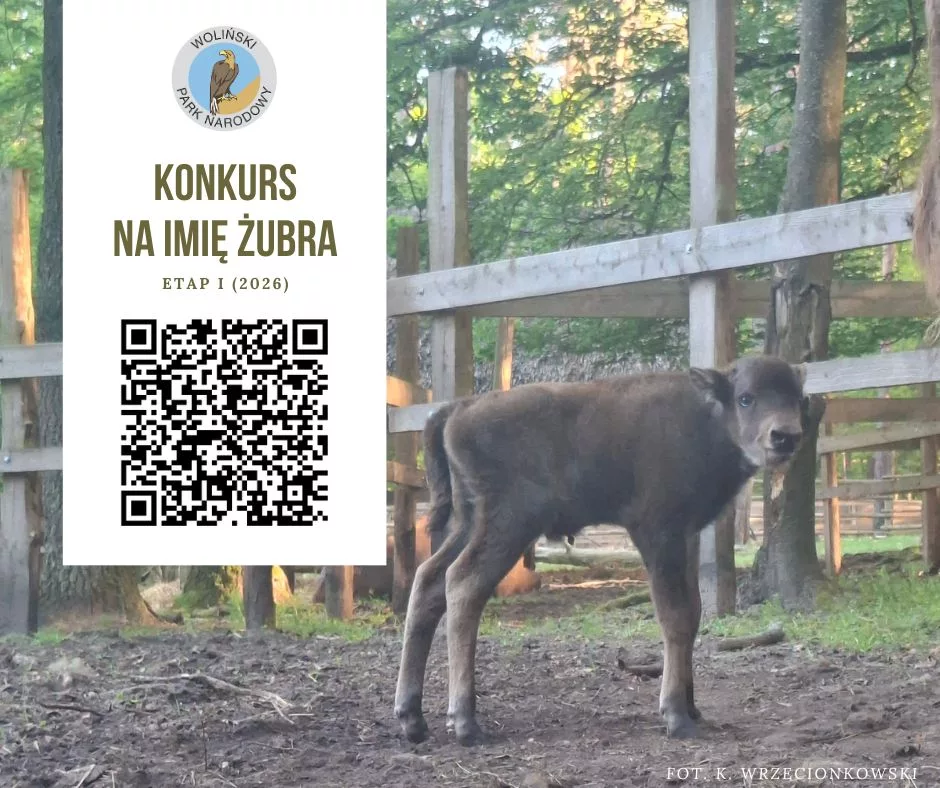 Zostań Patronem żubra w Wolińskim Parku Narodowym. Ruszył konkurs na imię dla młodego byczka