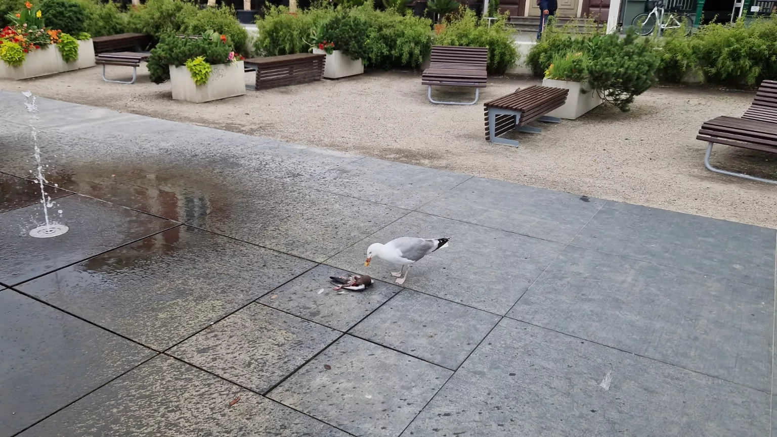 Mewa pożerała gołębia w centrum Świnoujścia. Drastyczna scena na Placu Wolności