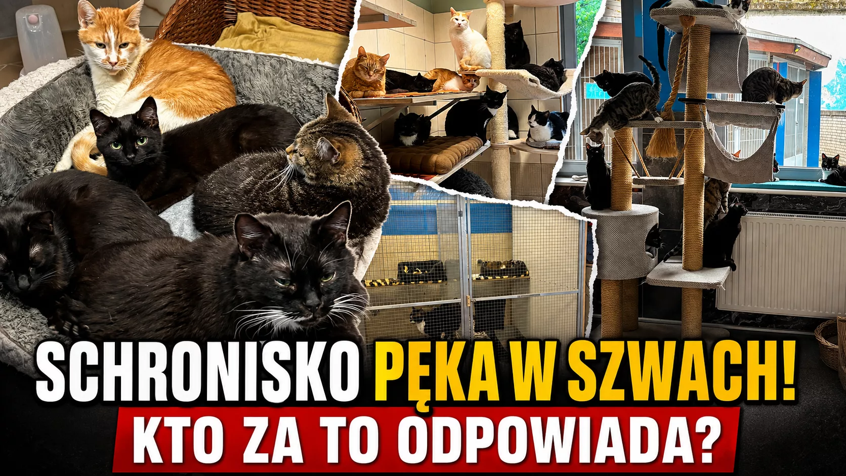Czy mieszkańcy Świnoujścia nienawidzą kotów? Skąd w mieście aż tyle bezdomnych zwierząt i kto za to odpowiada?
