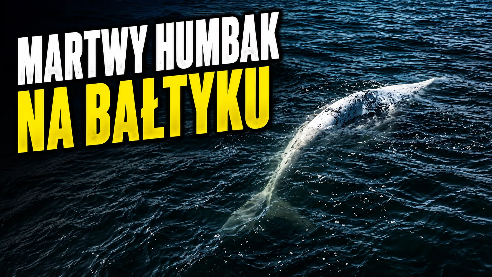 Martwy humbak znaleziony na Bałtyku. Czy to wieloryb widziany w Międzyzdrojach?