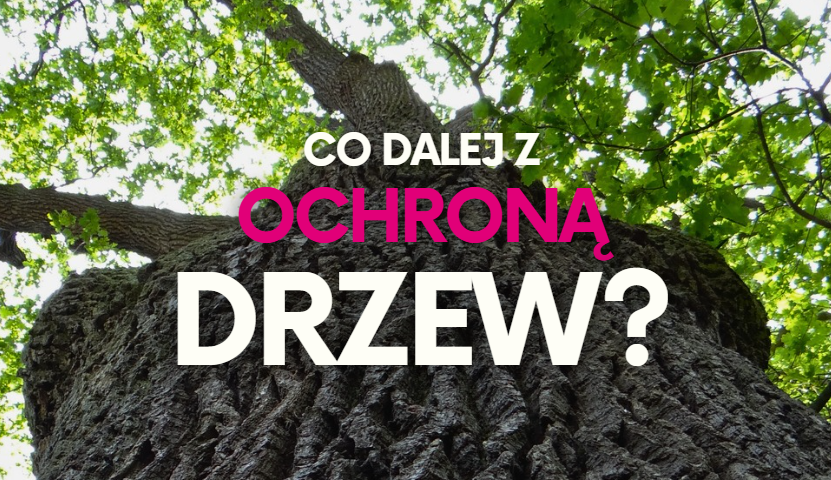 Zapytanie w sprawie prac nad ustawą wzmacniającą ochronę drzew