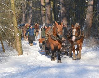 Aura mroźna, atmosfera wręcz przeciwnie. Zdjęcia z niedzielnego kuligu