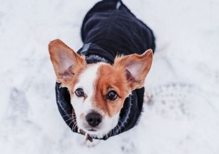 Miasto Radzyń przypomina i ostrzega: brak sprzątania po psie grozi mandatem