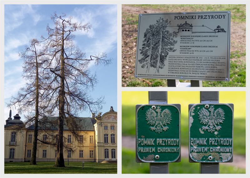 „Słownik Dawnego Radzynia” (cz. 57) - MODRZEWIE